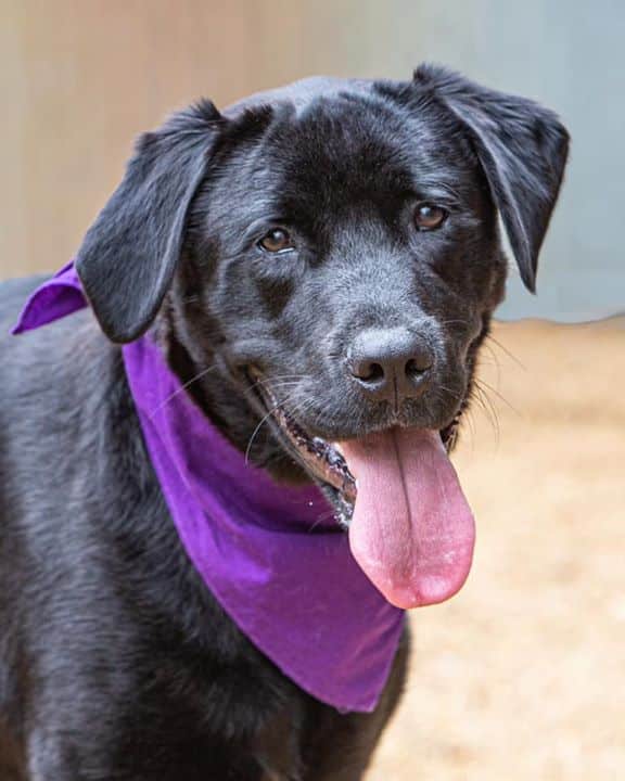 Meet Echo! Echo is a 9-month-old lab puppy and he’s a very sweet and…