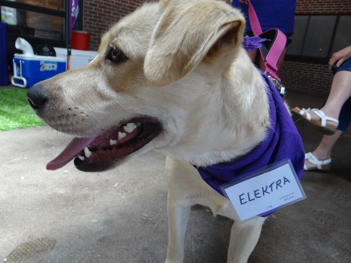 Meet Elektra. You can find her and more dogs just like her at our…
